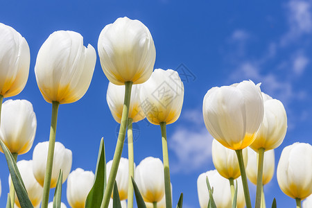 荷兰春天的白郁金香黄心的白郁金香背景图片