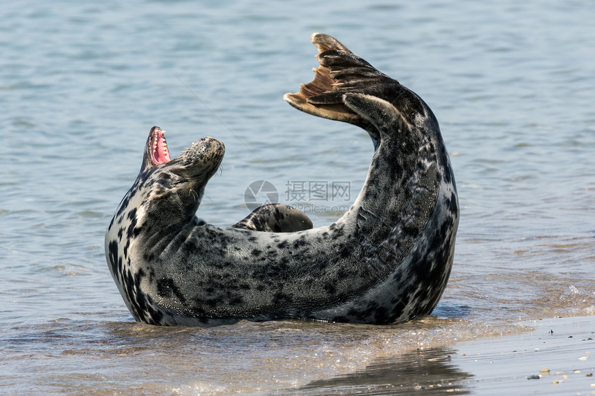 德国赫尔戈兰岛海滩张开嘴的灰豹图片