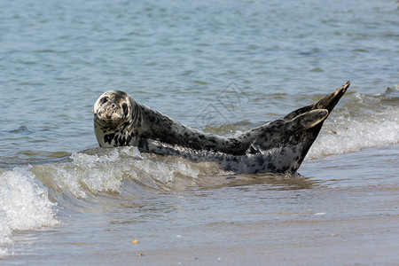 灰海豹在德国赫尔戈兰海滩休息图片