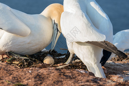 德国赫尔戈兰岛甘网鸟和鸡蛋高清图片