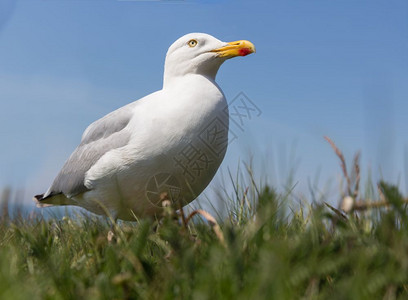 德国北海赫尔戈兰岛的鸥图片