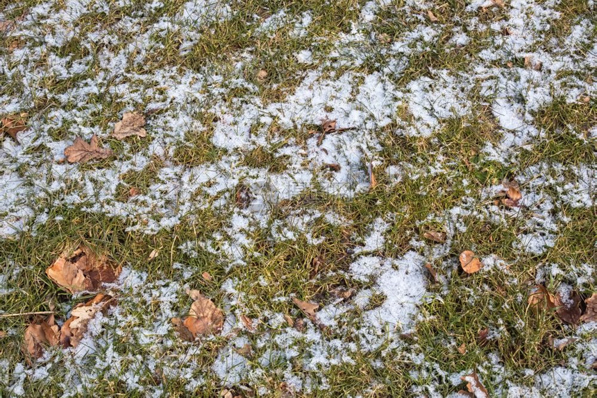 冬季有草叶和雪的林地背景草图片