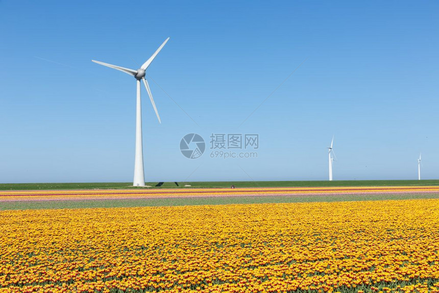 荷兰农田有黄色的郁金田和大风涡轮机图片
