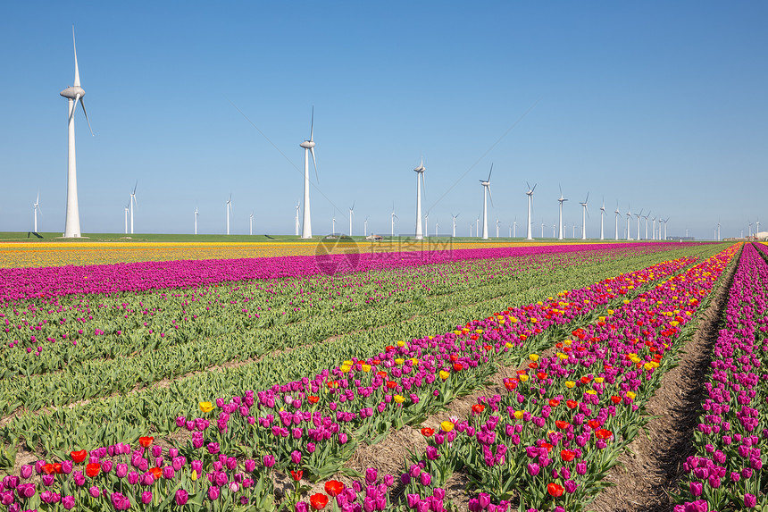 荷兰农田带有紫郁金香田和大型风力涡轮机图片