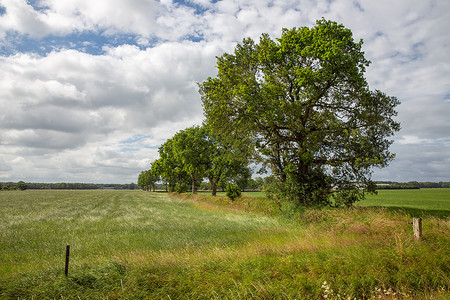 荷兰农村景观草地林冠和美丽的阴云天空背景