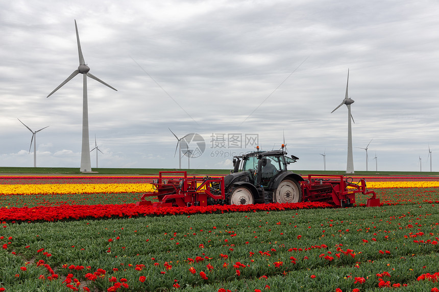 农民正在荷兰采摘郁金花图片
