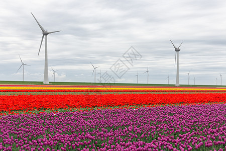 荷兰有大型风力涡轮机的多彩郁金流田高清图片