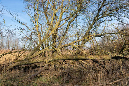 荷兰公园Oostvaardersplapssen湿地早春树木破碎图片