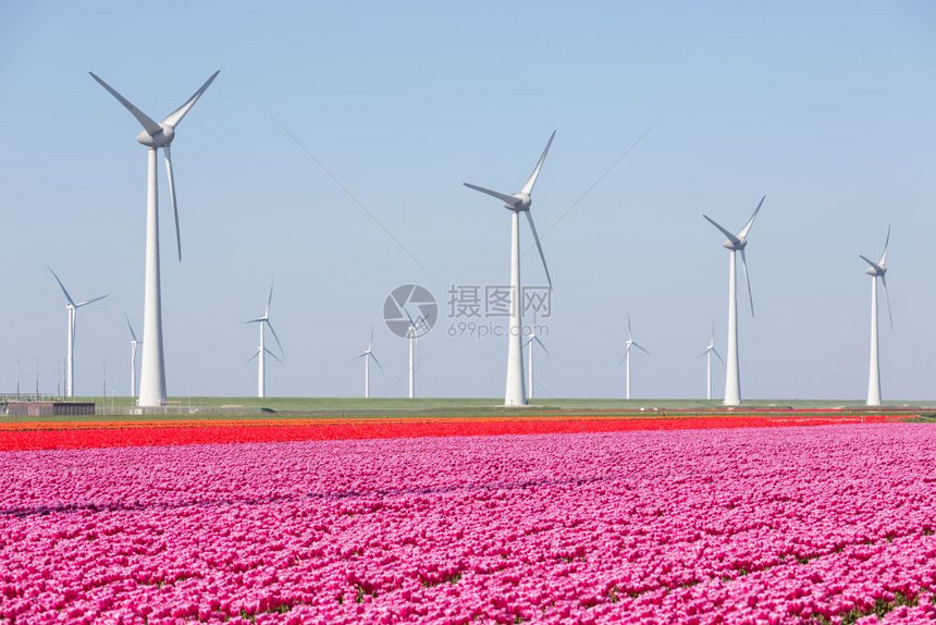 荷兰有风涡轮机的紫色和红郁金香田图片