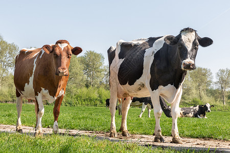 春季两头黑奶牛和棕在荷兰牧场放黑牛和棕在荷兰牧场放图片