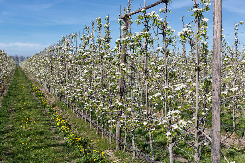 春天的苹果园有一排花的树木春季苹果园有花的树木一排树图片