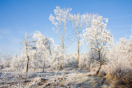 冬季风景森林中的树木覆盖着无霜和清蓝的天空冬季风景树木覆盖着无霜和清蓝的天空背景图片