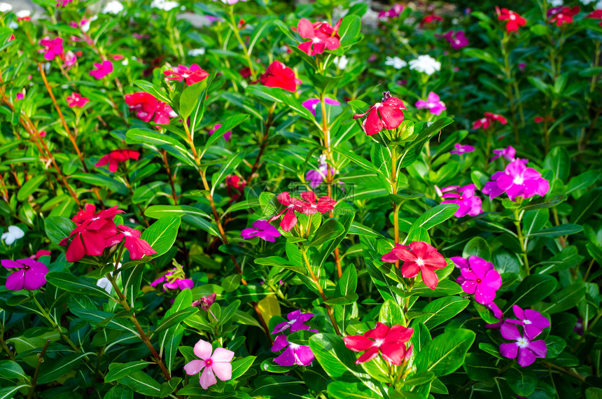 绿叶背景的美丽粉红色花朵工作室照片图片