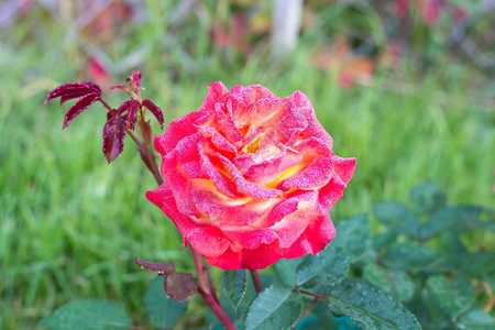 花瓣上清晨露水滴子中的花园玫瑰工作室照片背景图片