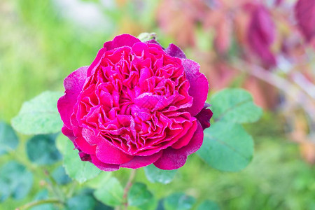 花瓣上清晨露水滴子中的花园玫瑰工作室照片背景图片