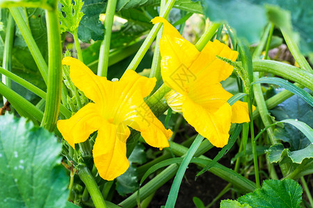 黄南瓜花Zucchini工作室照片图片