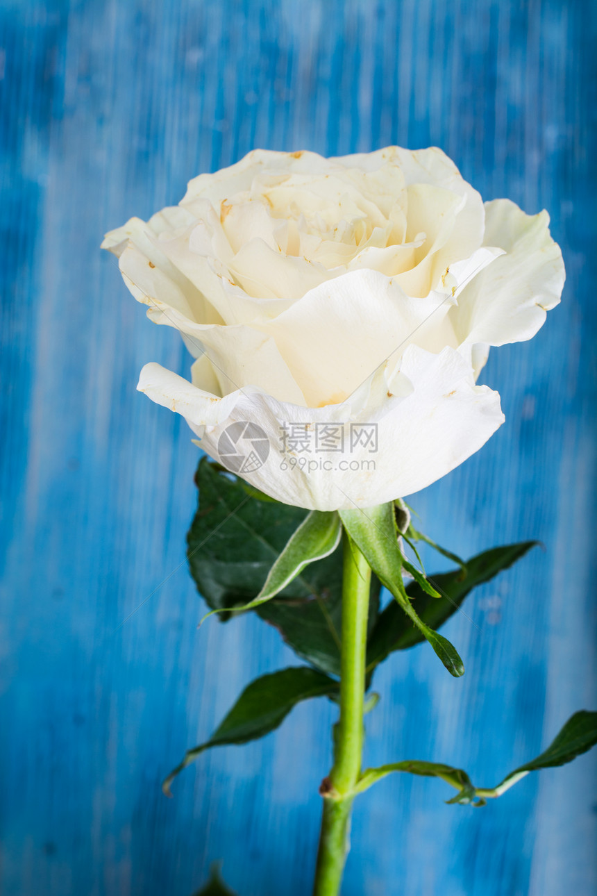 木头的一朵白玫瑰工作室照片一朵白玫瑰图片