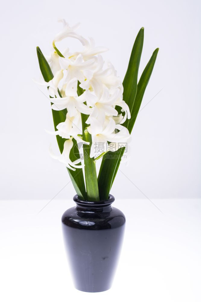 花瓶中的白芳香工作室照片图片