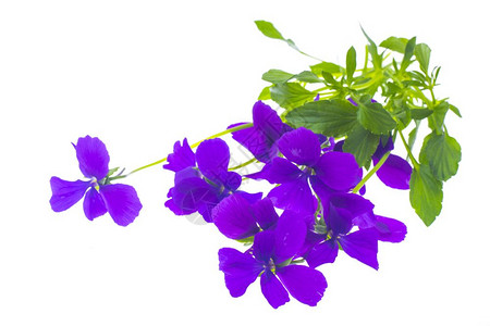 一群明亮的紫色花朵在白上隔离摄影棚照片一群白的亮紫色花朵图片