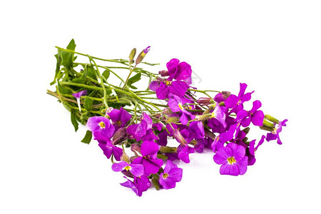 一束紫色的小花摄影棚照片一束紫色的小花图片