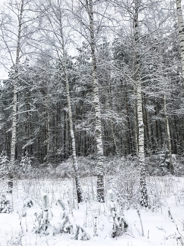冬季树枝和灌木丛的雪冬季树枝和灌木的雪图片
