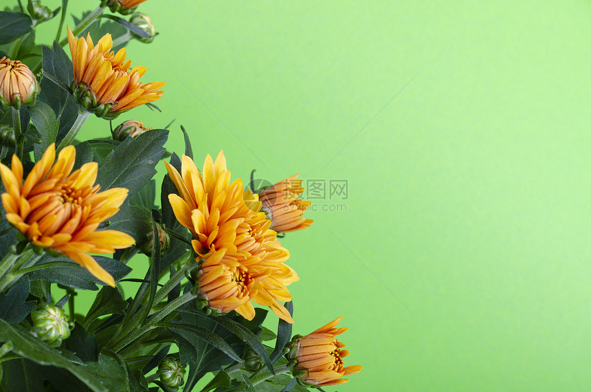 在绿色背景的黄锅中在工作室照片中在氯菊花图片