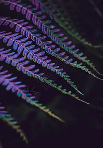 紫罗花生植物图片