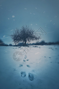 雪中的树背景图片