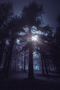 冬天森林的日落图片