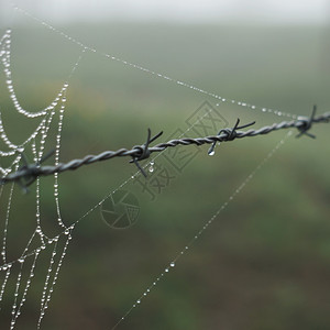 蜘蛛网在栅栏中图片