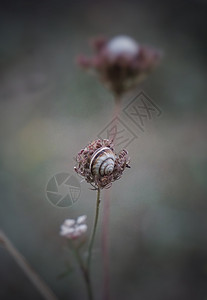 花上的蜗牛图片