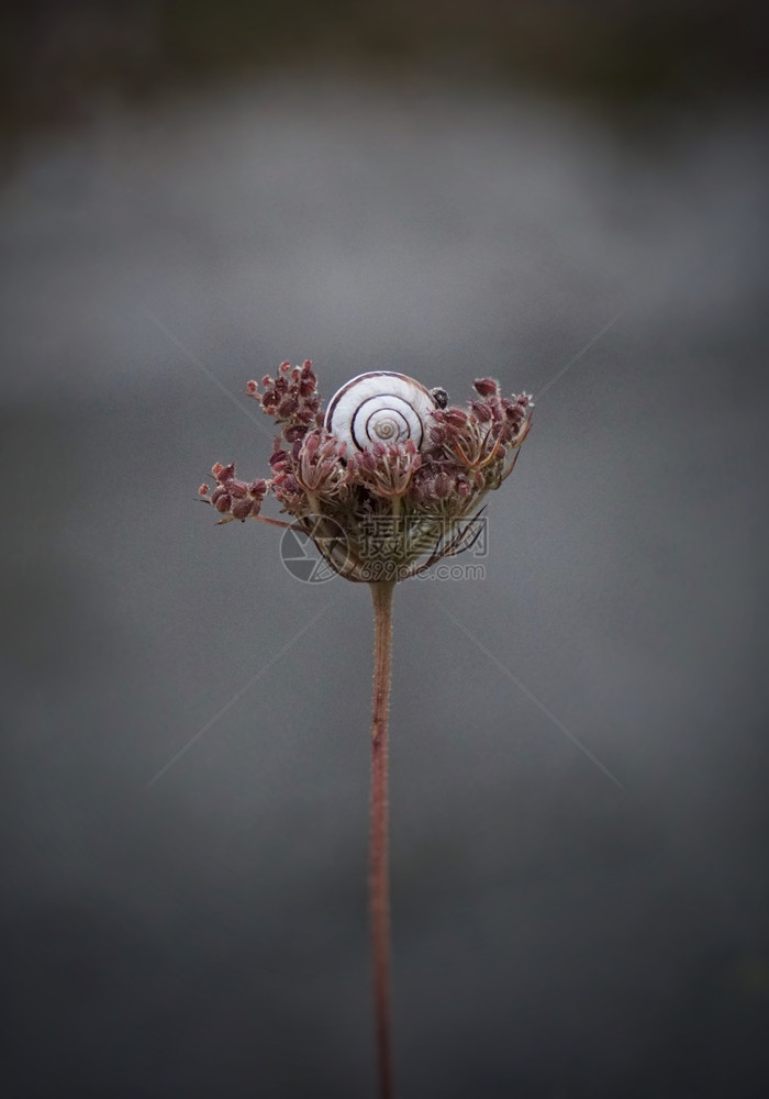 花上的蜗牛图片