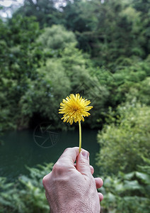 黄花图片