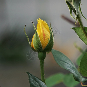 黄玫瑰花朵图片