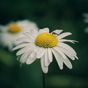 菊花背景图片