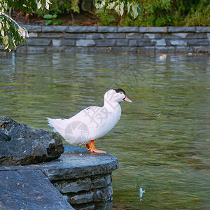 鸭子在湖中背景图片