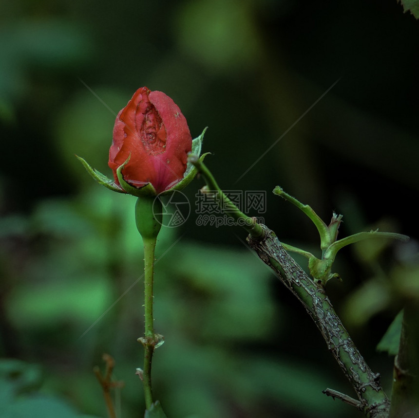 红玫瑰花图片