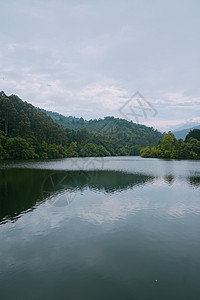 湖里的树上图片