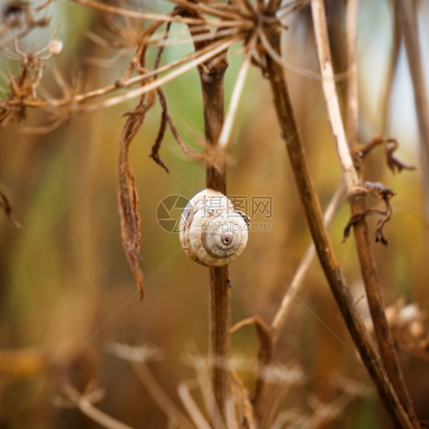 植物上的蜗牛图片