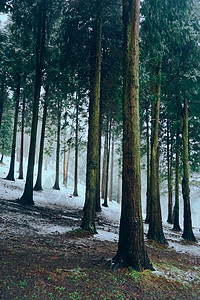山林和树木的冬天图片