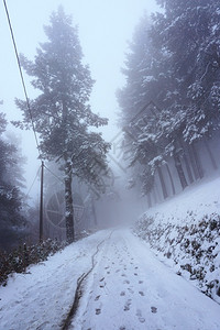 冬季森林中下雪的公路和树木图片