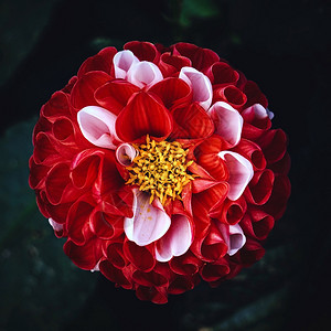 在大自然的花园里浪漫红色花朵图片