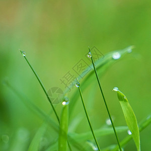 绿草上滴背景图片