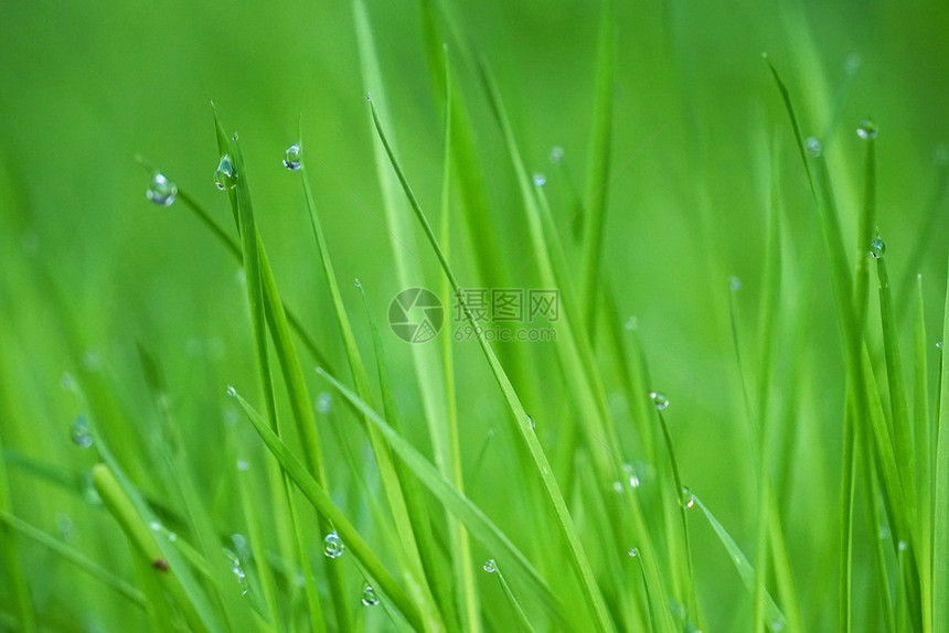 园中绿草上的雨滴图片