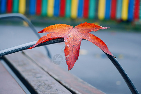 长凳上的红树叶背景图片