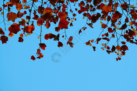 红色树叶的自然质背景图片