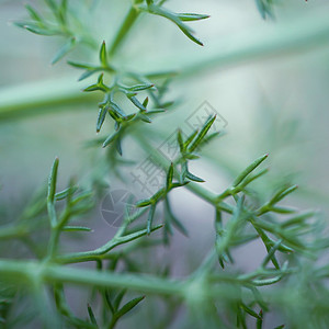 园圃中的绿色植物自然高清图片素材