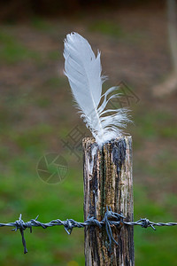 刺铁丝网栅栏上的白羽毛图片