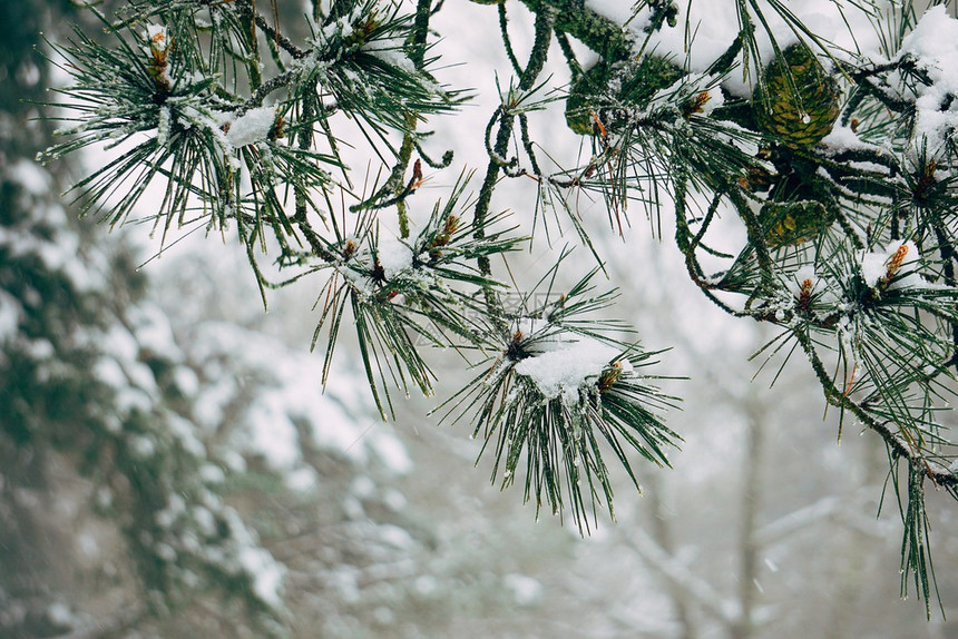 冬天下雪的树枝图片