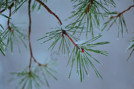 冬天下雪的树枝图片
